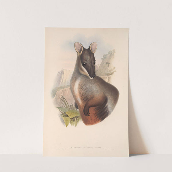 The mammals of Australia Pl.075 by John Gould