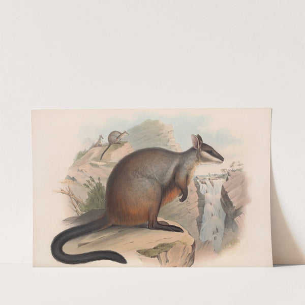 The mammals of Australia Pl.076 by John Gould