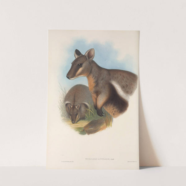 The mammals of Australia Pl.077 by John Gould