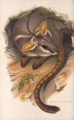 The mammals of Australia Pl.079