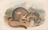 The mammals of Australia Pl.080