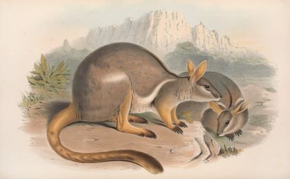 The mammals of Australia Pl.080