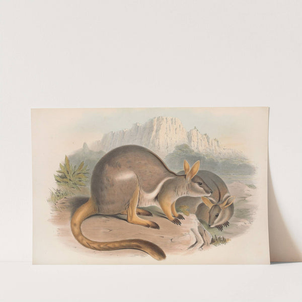The mammals of Australia Pl.080 by John Gould