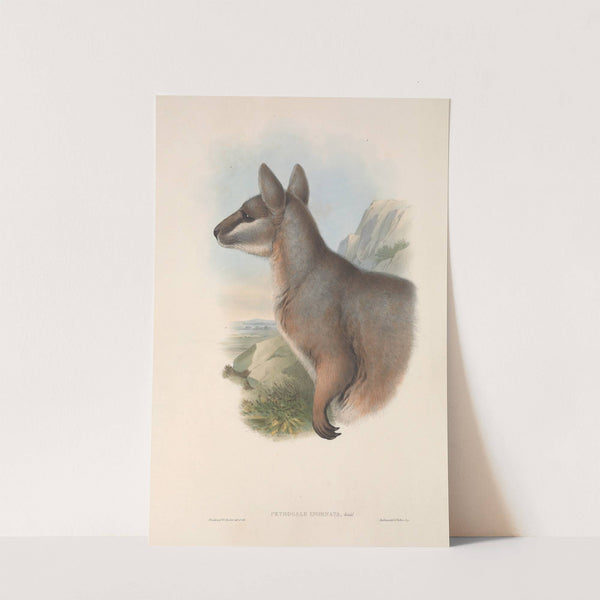 The mammals of Australia Pl.081 by John Gould