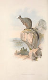 The mammals of Australia Pl.082