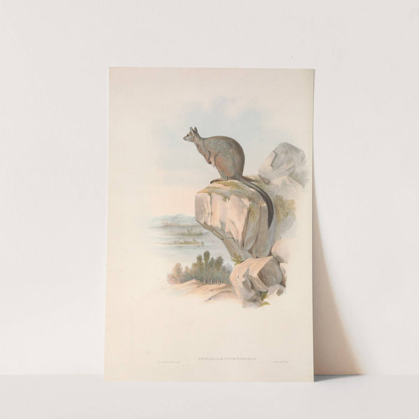 The mammals of Australia Pl.082 by John Gould