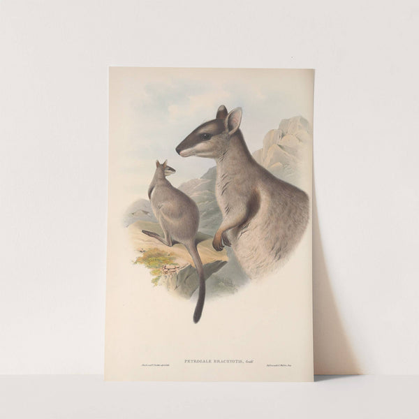 The mammals of Australia Pl.083 by John Gould