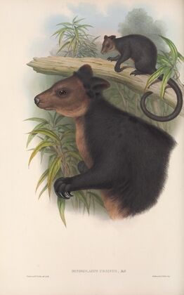 The mammals of Australia Pl.085