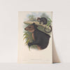 The mammals of Australia Pl.085 by John Gould