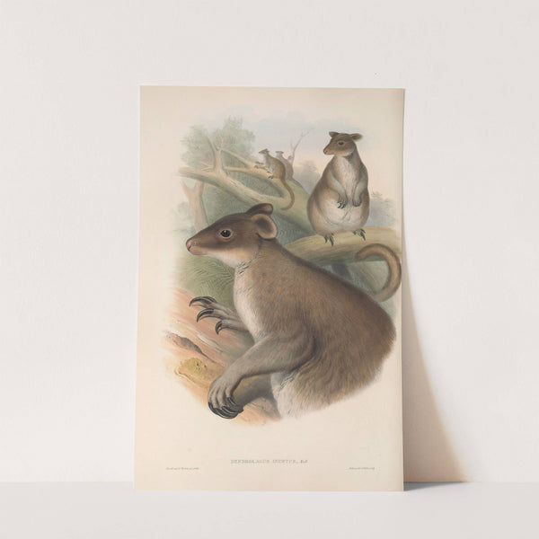 The mammals of Australia Pl.086 by John Gould