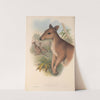 The mammals of Australia Pl.087 by John Gould