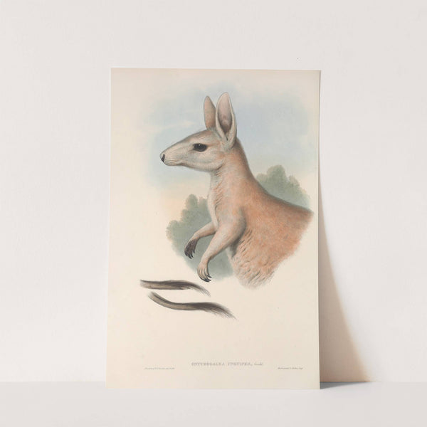 The mammals of Australia Pl.088 by John Gould