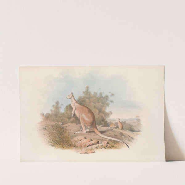 The mammals of Australia Pl.089 by John Gould