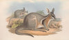 The mammals of Australia Pl.090