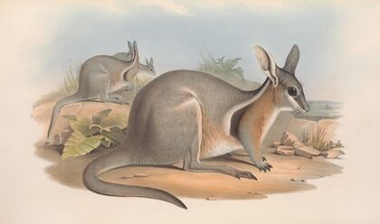 The mammals of Australia Pl.090