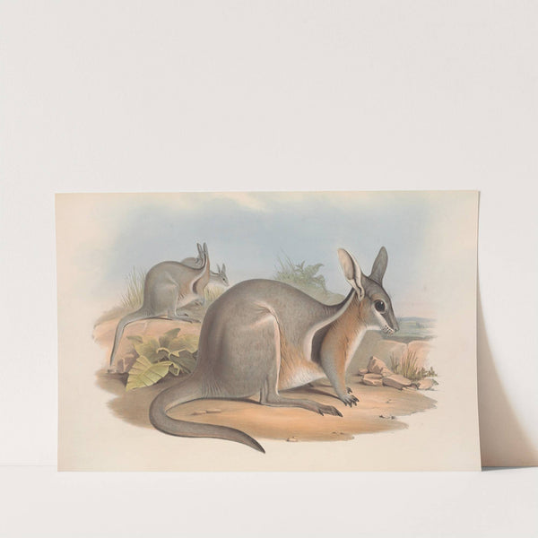 The mammals of Australia Pl.090 by John Gould