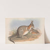 The mammals of Australia Pl.091 by John Gould