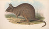 The mammals of Australia Pl.093