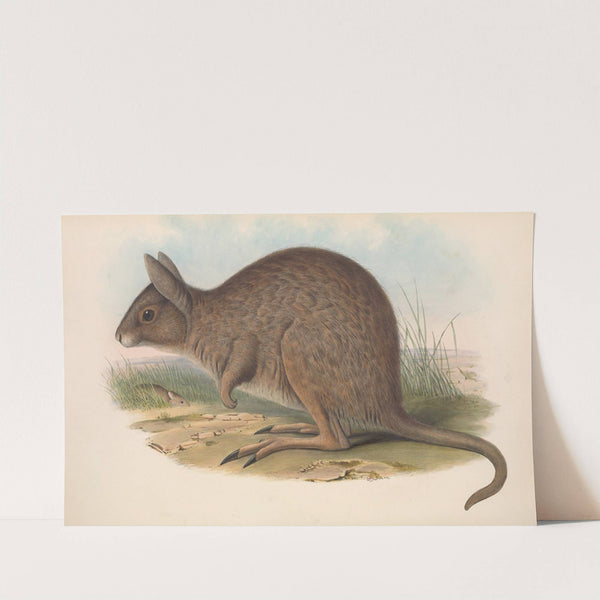 The mammals of Australia Pl.093 by John Gould