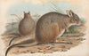 The mammals of Australia Pl.094