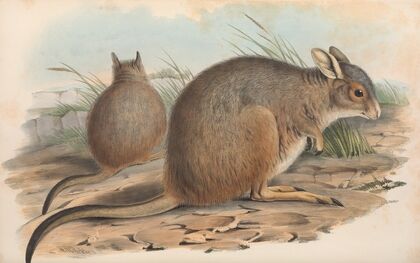The mammals of Australia Pl.094