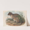 The mammals of Australia Pl.095 by John Gould