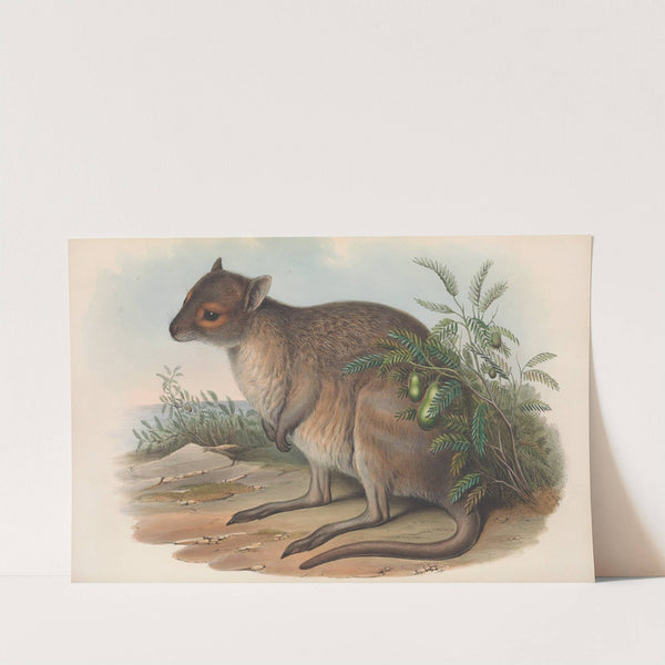 The mammals of Australia Pl.095 by John Gould
