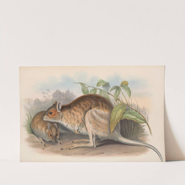 The mammals of Australia Pl.096 by John Gould
