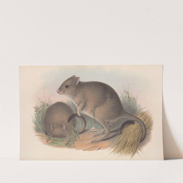 The mammals of Australia Pl.097 by John Gould