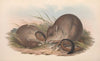 The mammals of Australia Pl.098