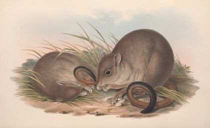 The mammals of Australia Pl.098