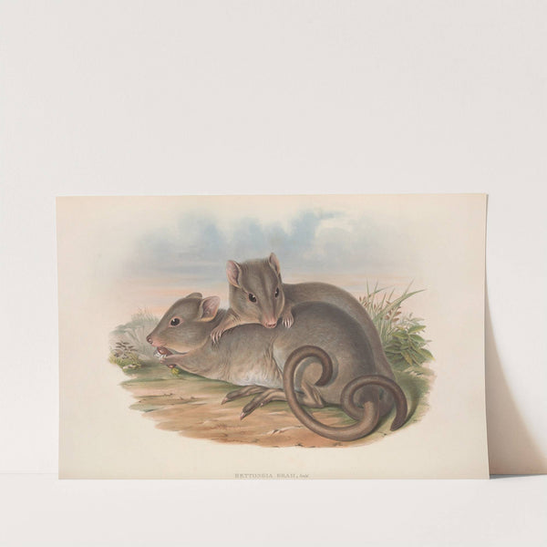 The mammals of Australia Pl.100 by John Gould