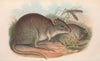 The mammals of Australia Pl.101