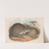 The mammals of Australia Pl.101 by John Gould