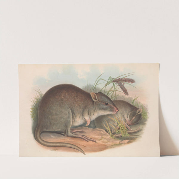 The mammals of Australia Pl.101 by John Gould