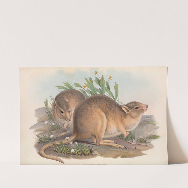 The mammals of Australia Pl.102 by John Gould