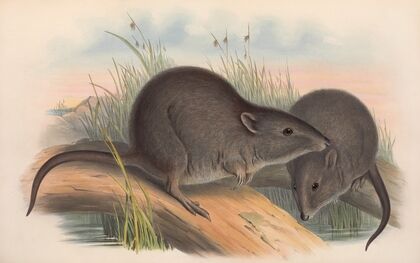 The mammals of Australia Pl.105