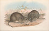 The mammals of Australia Pl.106