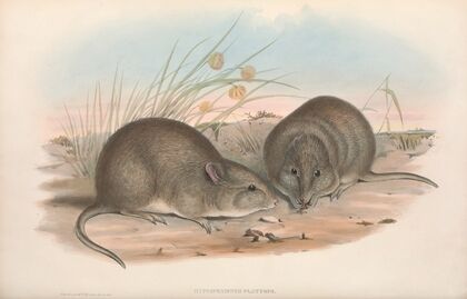 The mammals of Australia Pl.106