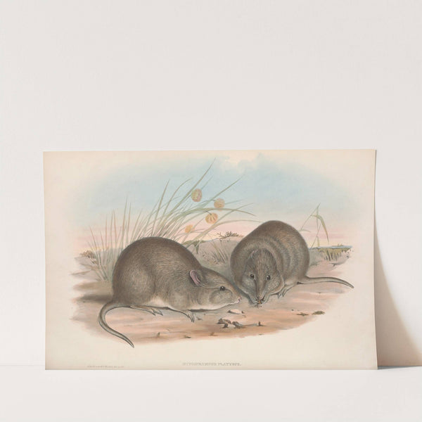 The mammals of Australia Pl.106 by John Gould