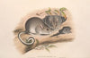 The mammals of Australia Pl.107