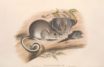 The mammals of Australia Pl.107