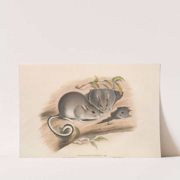 The mammals of Australia Pl.107 by John Gould