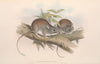 The mammals of Australia Pl.108