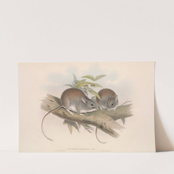 The mammals of Australia Pl.108 by John Gould