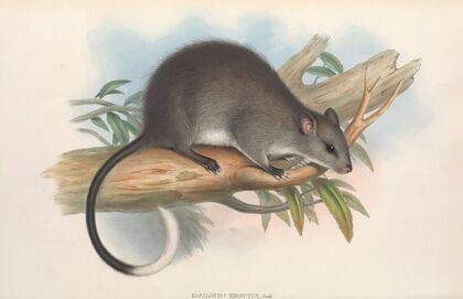 The mammals of Australia Pl.110