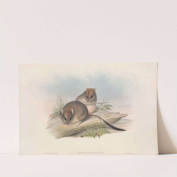 The mammals of Australia Pl.111 by John Gould