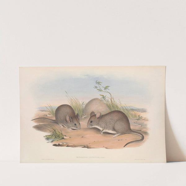 The mammals of Australia Pl.112 by John Gould