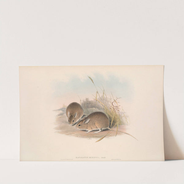 The mammals of Australia Pl.113 by John Gould