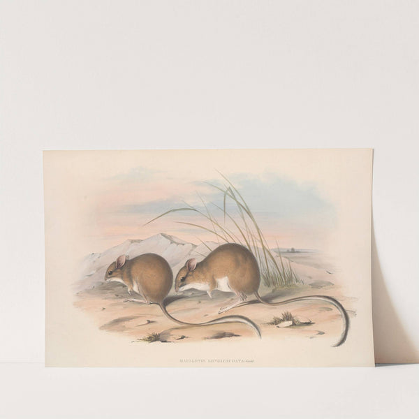The mammals of Australia Pl.114 by John Gould
